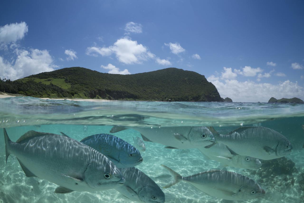 Arajilla Retreat Lord Howe Island