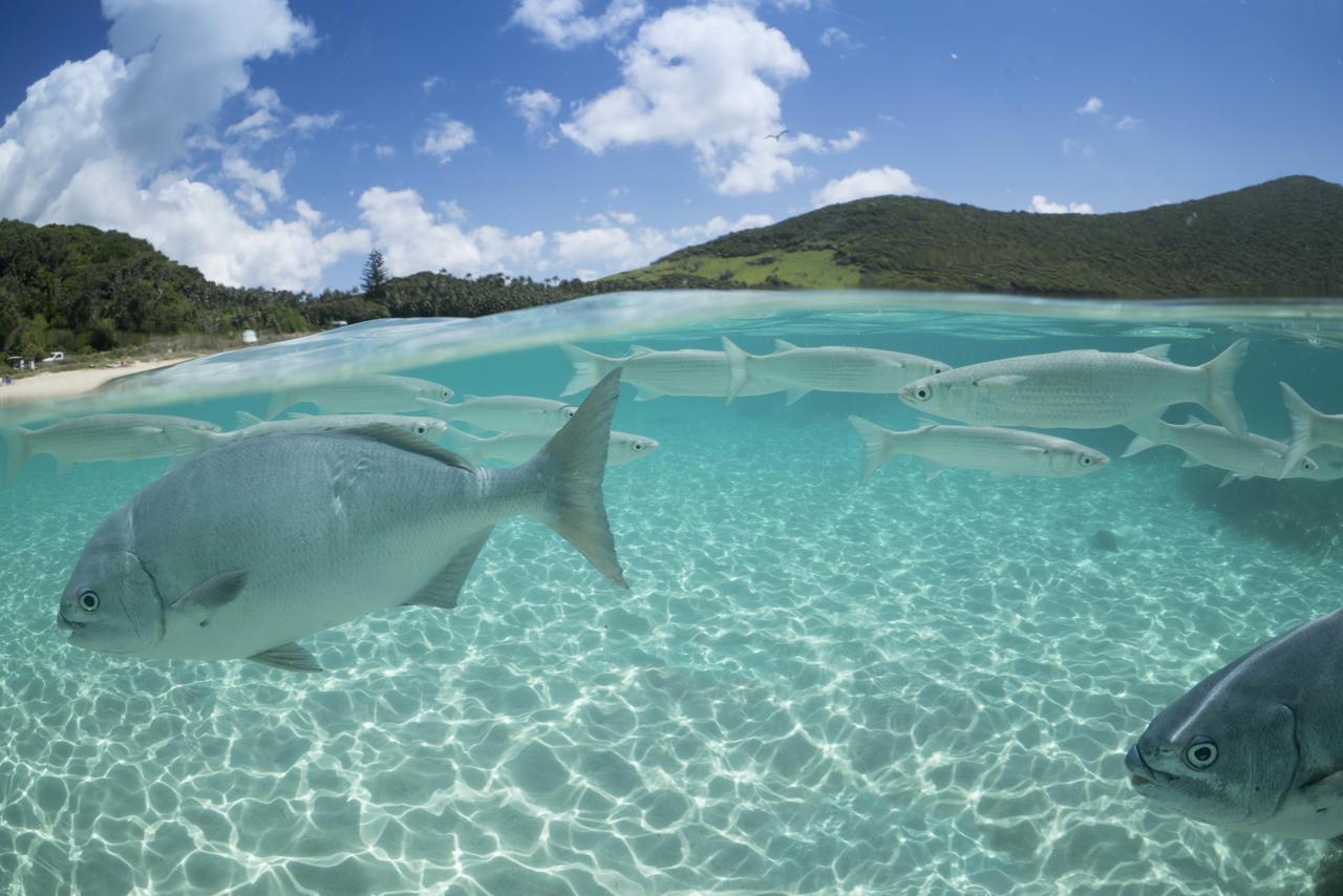 Arajilla Retreat Lodge Lord Howe Island